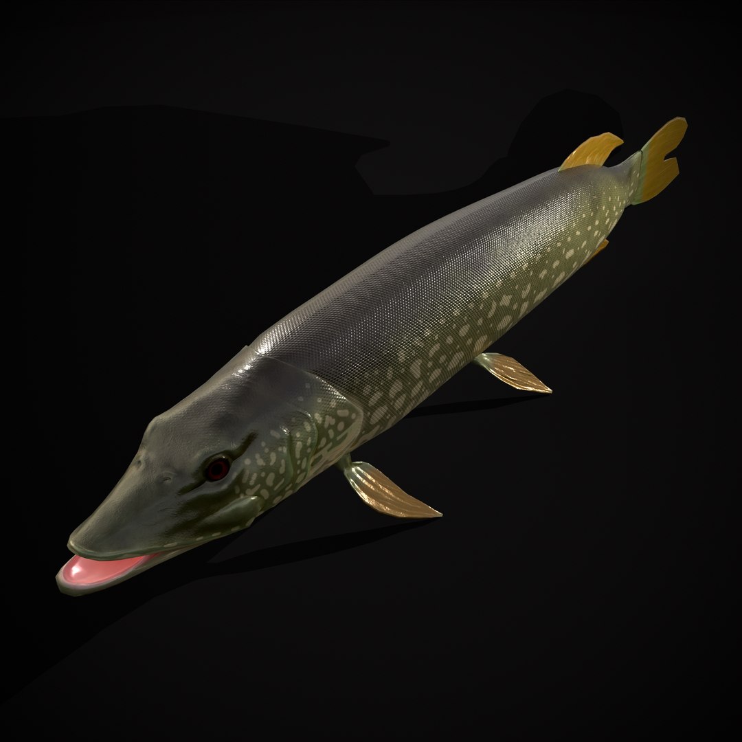 3D Northern Spotted Pike https://p.turbosquid.com/ts-thumb/fq/8lSBo4/Mw/r13/png/1700321247/1920x1080/fit_q87/e267cb847fc7d53962114988b6a99d11f74b9d01/r13.jpg