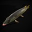 Northern Spotted Pike