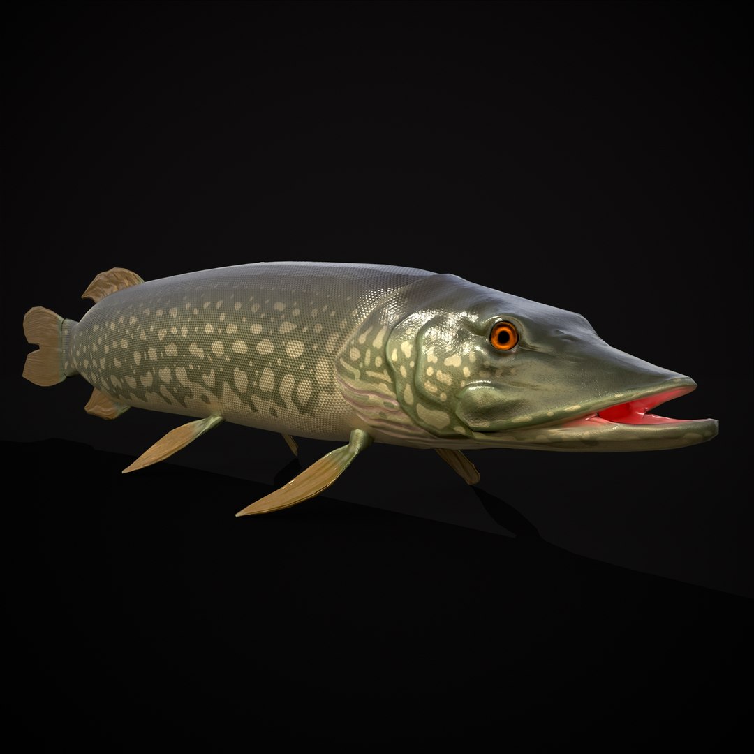 3D Northern Spotted Pike https://p.turbosquid.com/ts-thumb/fq/8lSBo4/RA/r3/png/1700320959/1920x1080/fit_q87/f9043b8ce470d94ae44ee222b16142634e6933ca/r3.jpg