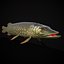 Northern Spotted Pike