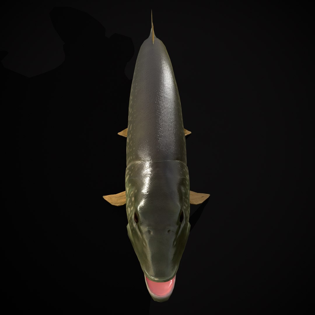 3D Northern Spotted Pike https://p.turbosquid.com/ts-thumb/fq/8lSBo4/XZ/r9/png/1700320998/1920x1080/fit_q87/3c3e2fc5ba6b030278c04e97d81a176cb1e1ed05/r9.jpg