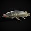 Northern Spotted Pike