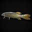 Northern Spotted Pike