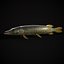 Northern Spotted Pike