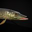 Northern Spotted Pike