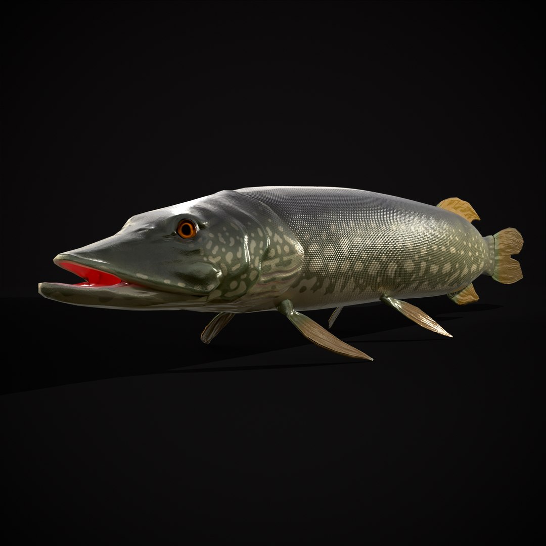 3D Northern Spotted Pike https://p.turbosquid.com/ts-thumb/fq/8lSBo4/jB/r19/png/1700321177/1920x1080/fit_q87/d3b7fd241350a9080a245cd30723952719172bac/r19.jpg