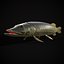 Northern Spotted Pike