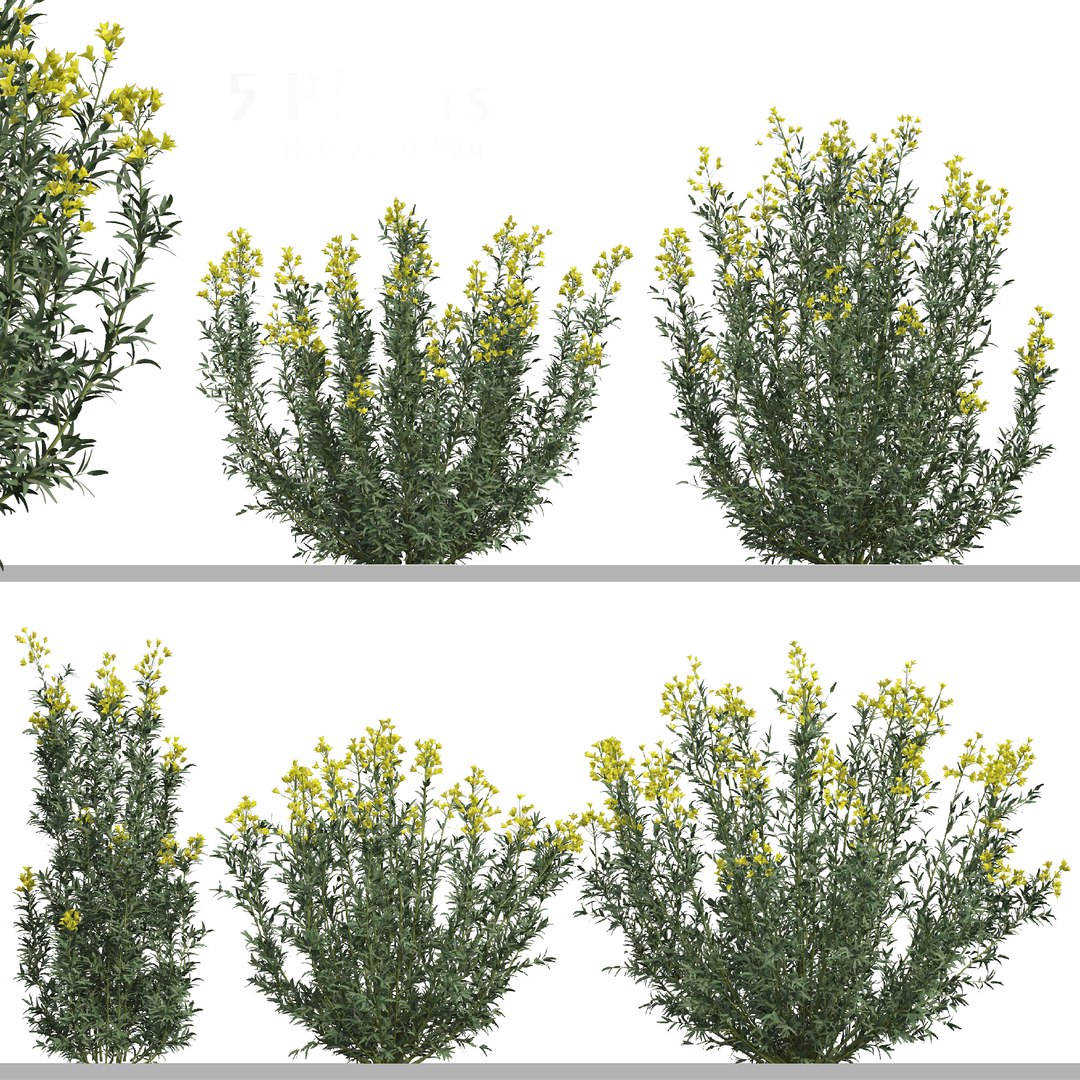 Set Of Euphorbia Palustris Or Marsh Spurge Plant - 5 Plants 3D Model ...