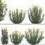 Set of Euphorbia palustris or Marsh spurge Plant - 5 Plants