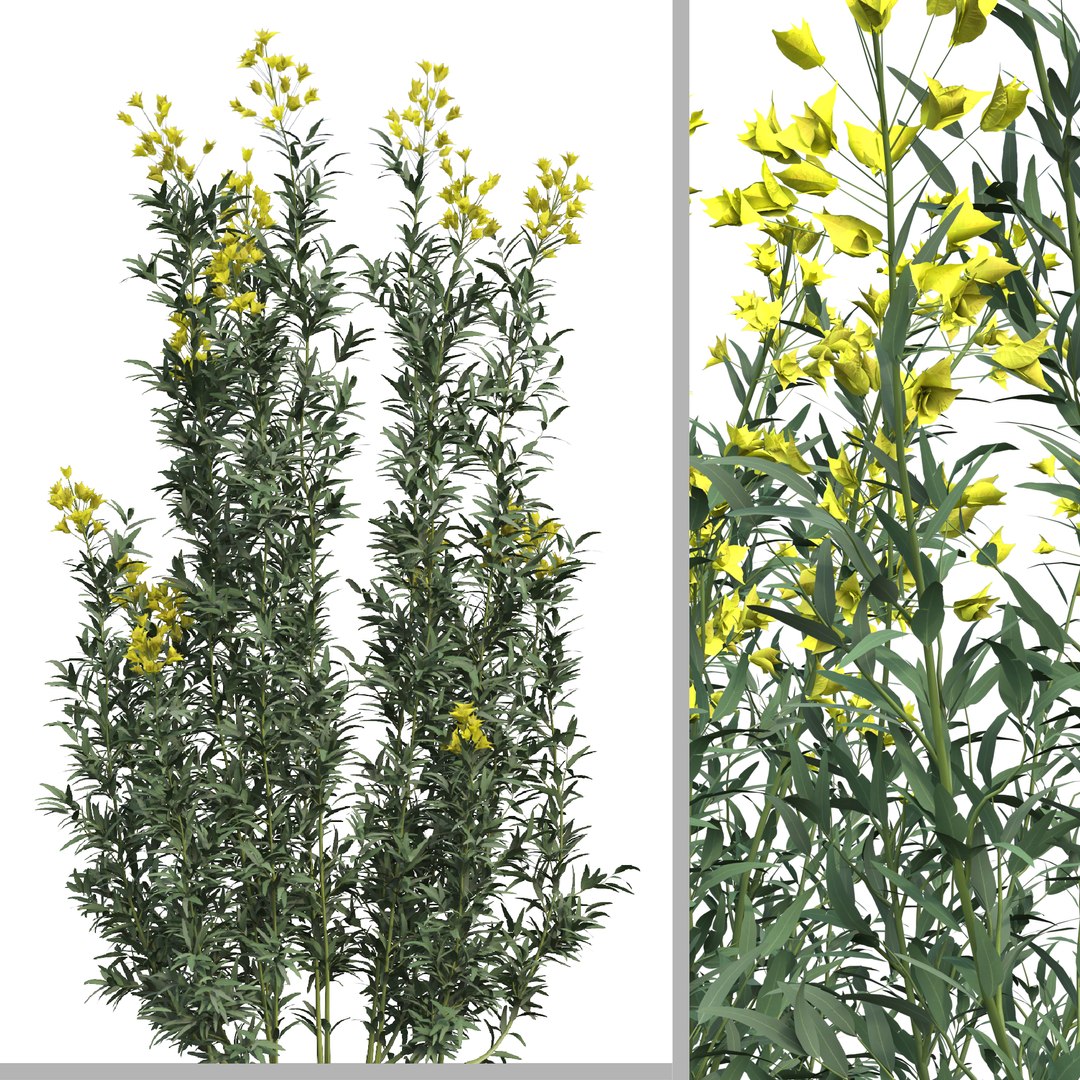 Set of Euphorbia palustris or Marsh spurge Plant - 5 Plants 3D model https://p.turbosquid.com/ts-thumb/fq/DpdvI9/BG/02/jpg/1662448969/1920x1080/fit_q87/adc33dfd795422754ce1feca50155a87952fbc70/02.jpg