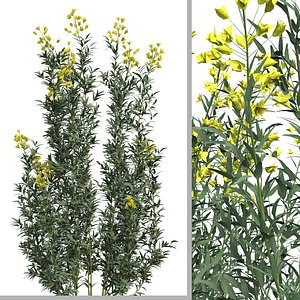 Set of Euphorbia palustris or Marsh spurge Plant - 5 Plants 3D model