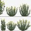 Set of Euphorbia palustris or Marsh spurge Plant - 5 Plants