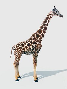 Giraffe Rigged Low Poly model