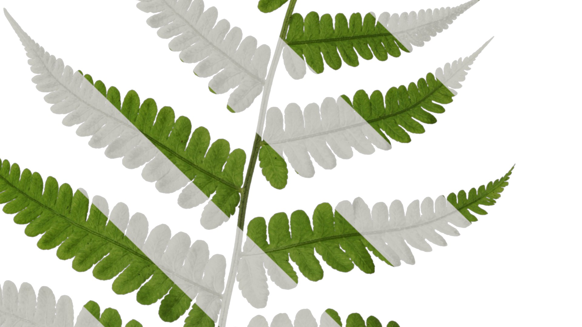 Anydrafts Parathelypteris Glanduligera Atlas 02 Textures 3D Model ...
