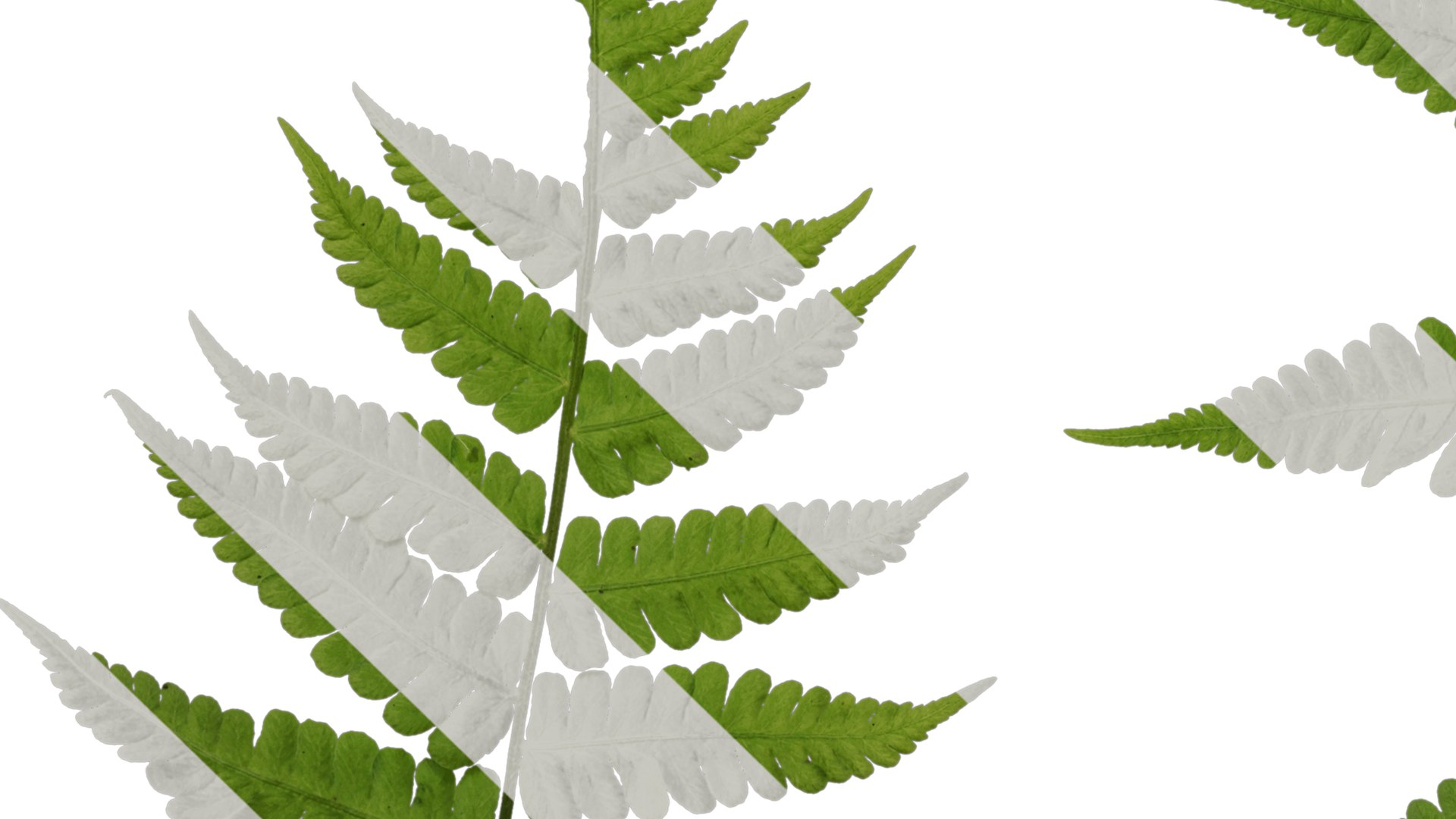 Anydrafts Parathelypteris Glanduligera Atlas 02 Textures 3D Model ...