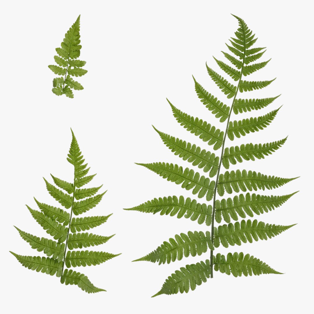 Anydrafts Parathelypteris Glanduligera Atlas 02 Textures 3D Model ...