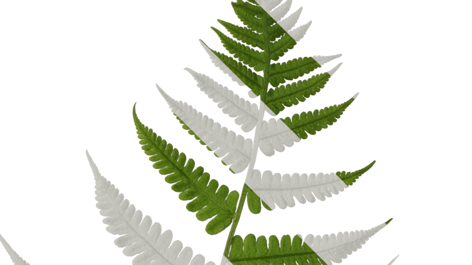 Anydrafts Parathelypteris Glanduligera Atlas 02 Textures 3D Model ...