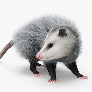 3D Opossum in Standing Pose Fur model