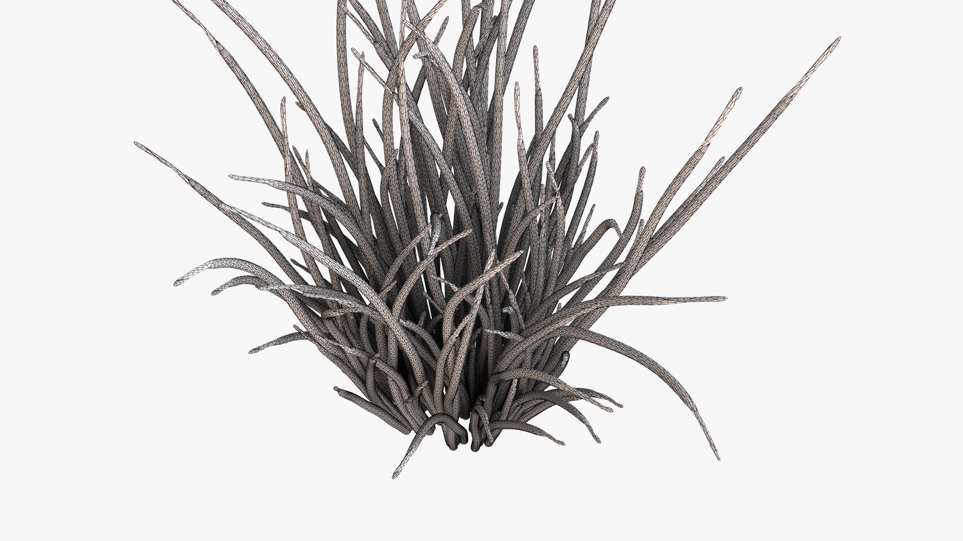 3D Model Black Reed Grass - TurboSquid 1656014