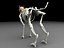 Skeleton Creature
