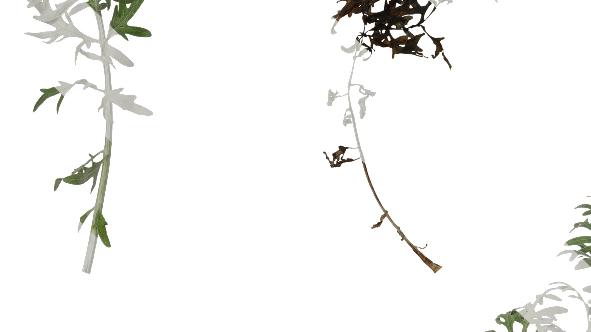 3D Anydrafts Centaurea Gymnocarpa Atlas 02 Textures - TurboSquid 2353286