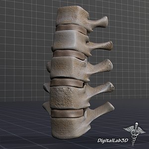 Human Lumbar Vertebrae