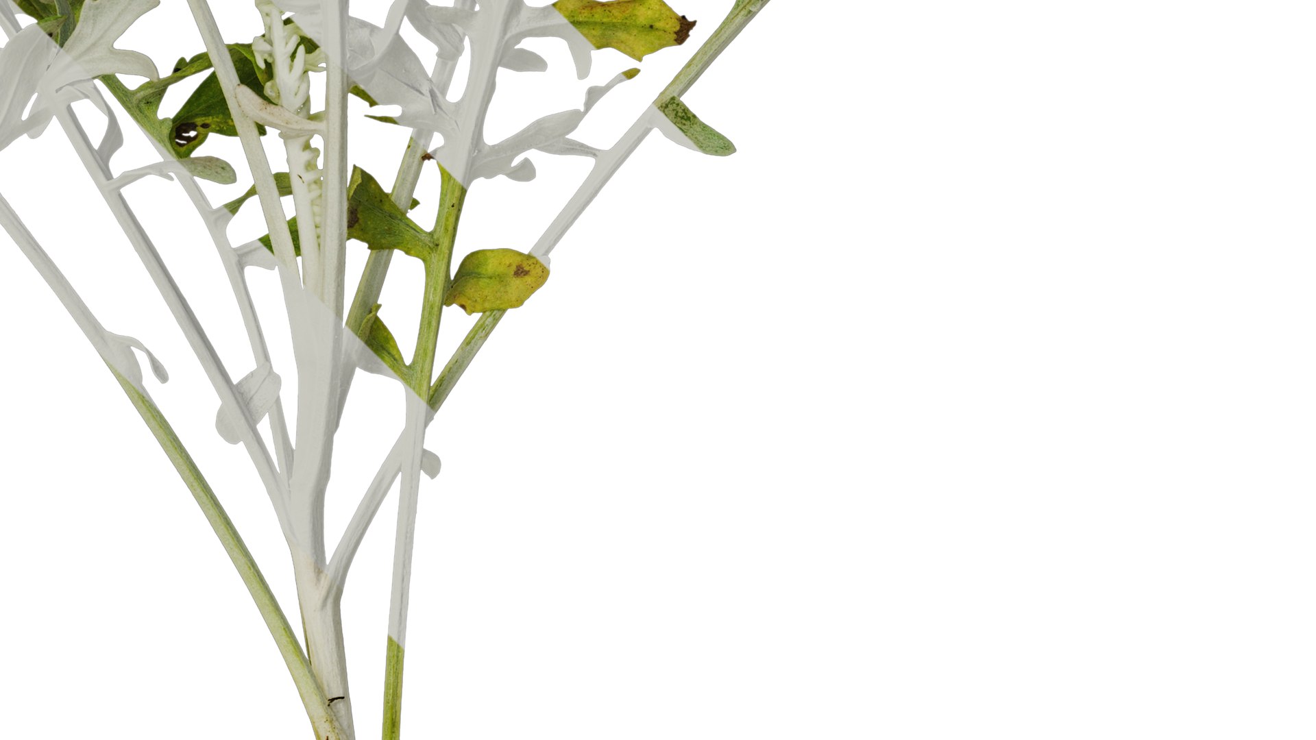Anydrafts Centaurea Gymnocarpa Atlas 01 Textures 3D Model - TurboSquid ...