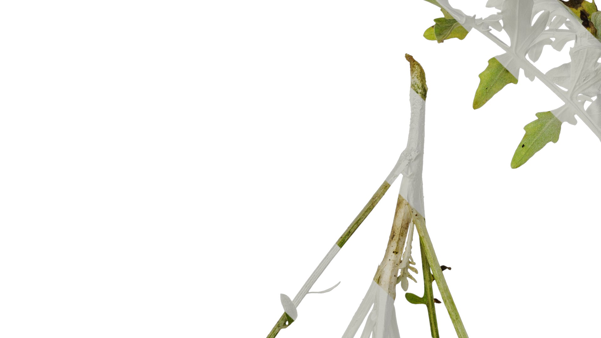 Anydrafts Centaurea Gymnocarpa Atlas 01 Textures 3D Model - TurboSquid ...