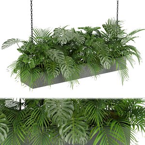 Collection plant vol 306 - indoor - monstera - palm - blender - 3dmax - cinema4d 3D model