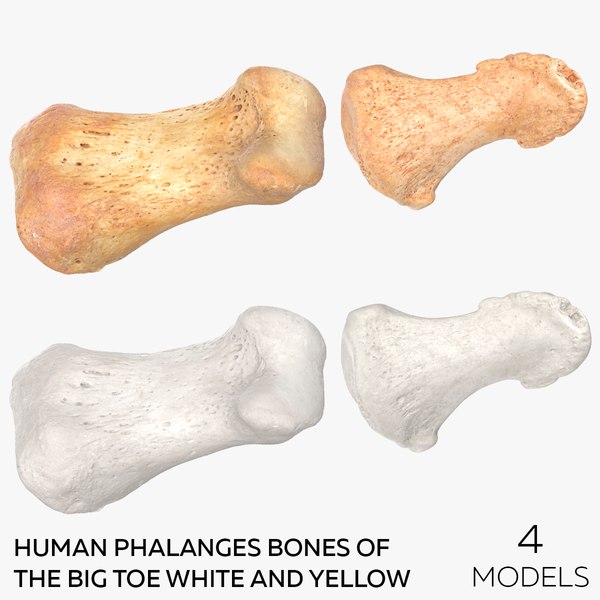 Human Phalanges Bones of the Big Toe White and Yellow - 4 models 3D model