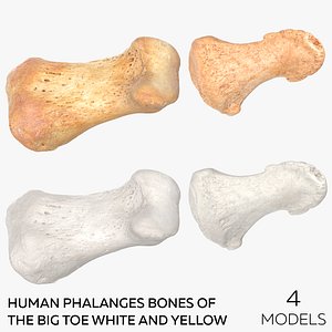 Human Phalanges Bones of the Big Toe White and Yellow - 4 models
