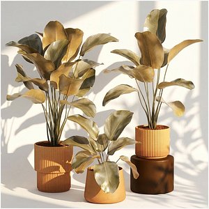 Exotic bushe plant modern flowerpot Calathea lutea Strelitzia