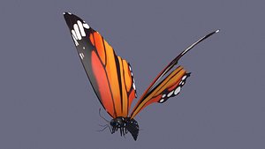 3D butterfly antenna wing insect fly wildlife summer sky model