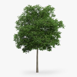 Japanese Maple Tree 8.7m