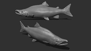 3D Sockeye salmon model