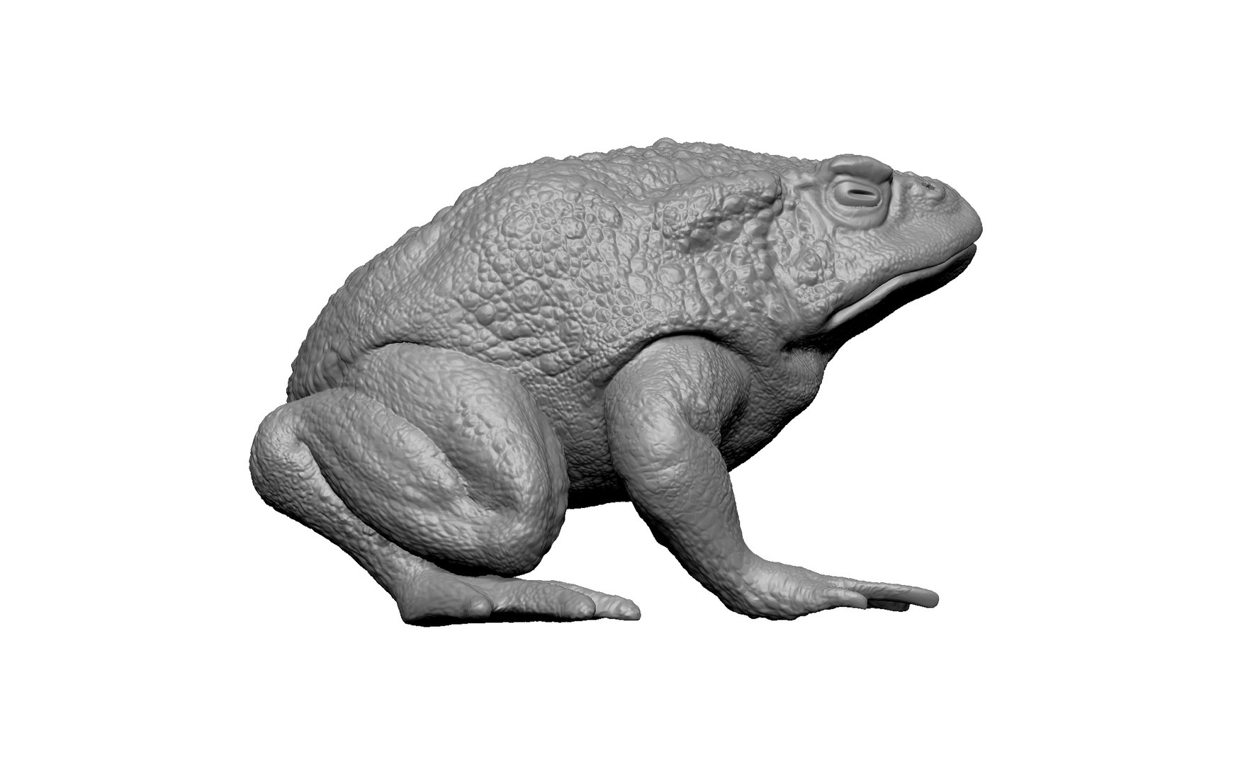 3D Frog Toad - TurboSquid 2221262