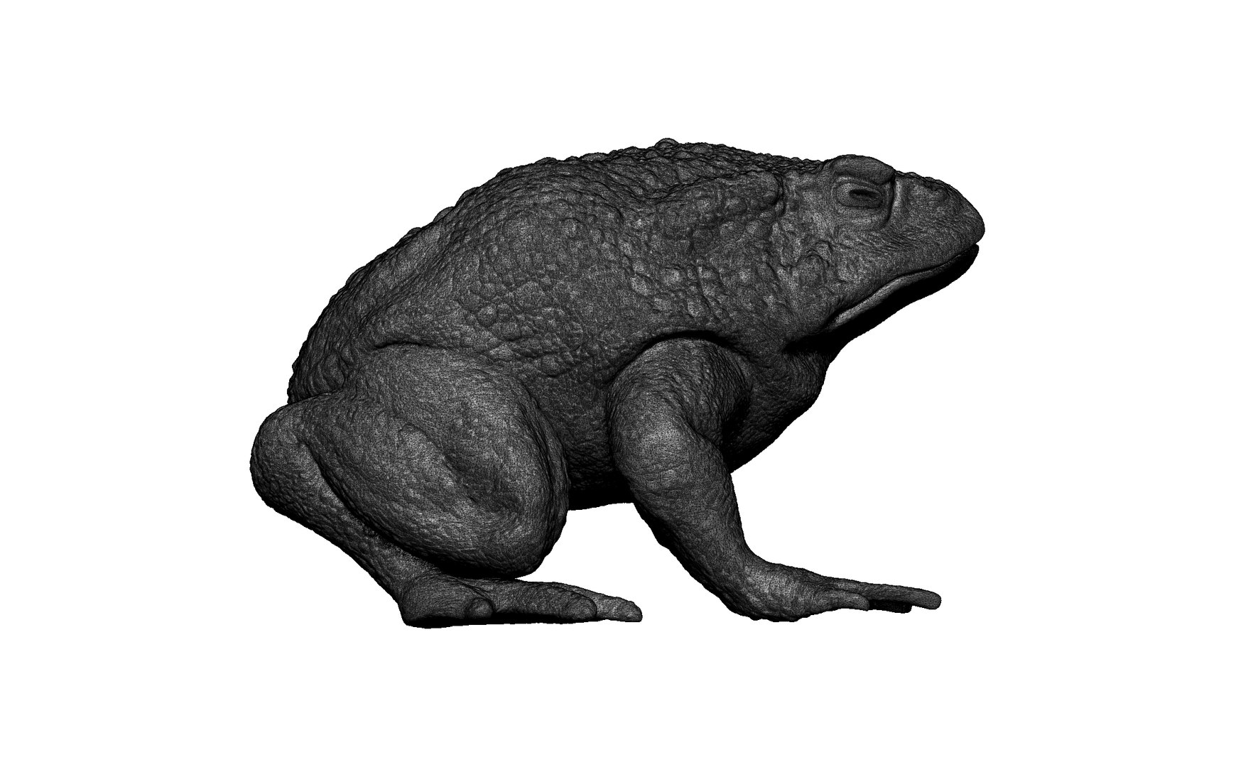 3D Frog Toad - TurboSquid 2221262