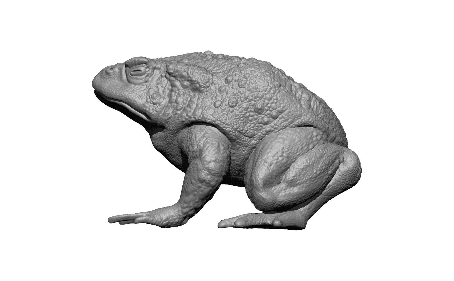 3D Frog Toad - TurboSquid 2221262