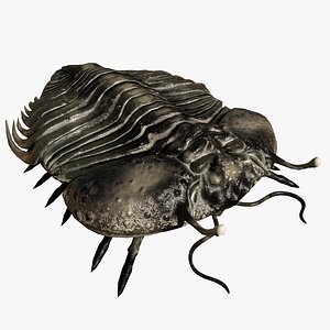 Trilobite 06 - CYBELE PANDER