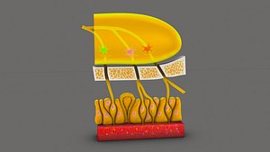 Nose Receptor