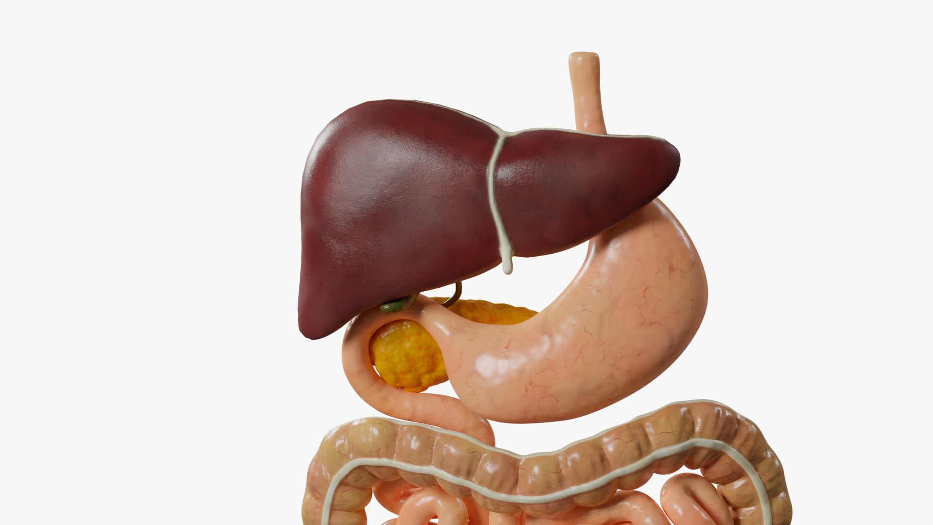 3D Human Digestive System Model - TurboSquid 1901685