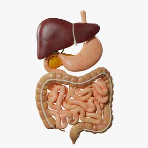 3D Human digestive system model