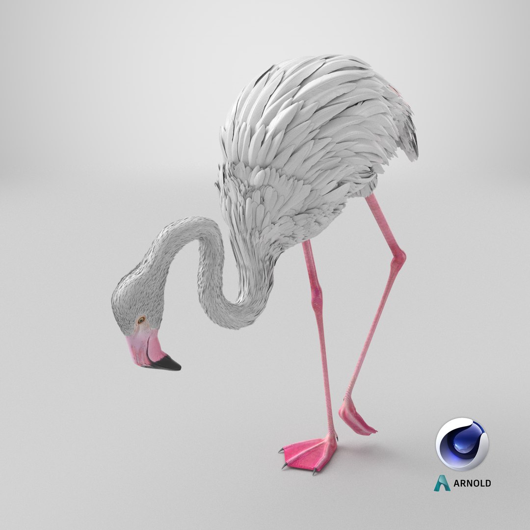 White Flamingo Bird in Feeding Pose 3D model https://p.turbosquid.com/ts-thumb/fr/c2eQHx/tw/stemcell_cinema_4d_arnold_render/png/1779208334/1920x1080/fit_q87/6ea65bc98d052a18a594de8d43233721684ccf3a/stemcell_cinema_4d_arnold_render.jpg
