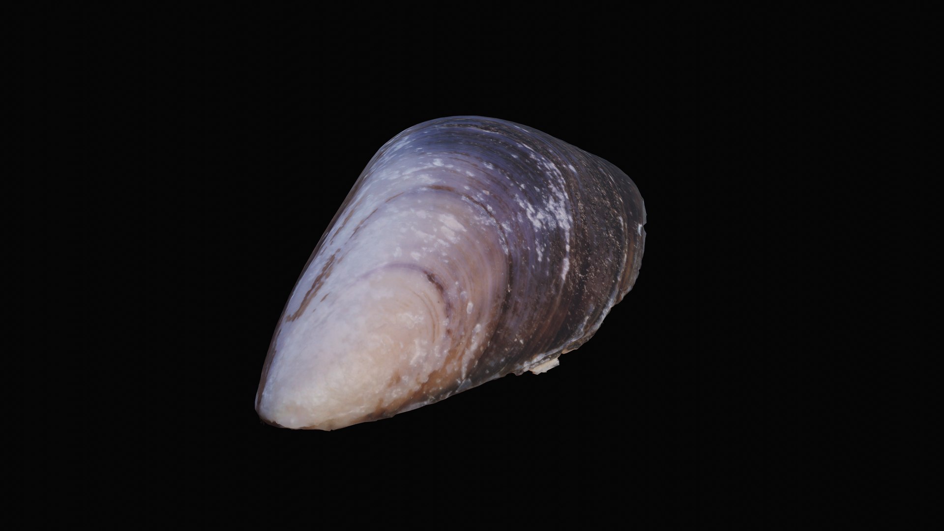 Shell dark tellin model - TurboSquid 1627548