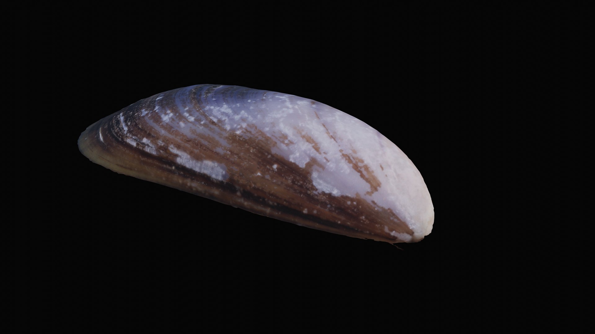 Shell dark tellin model - TurboSquid 1627548