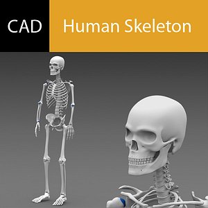 Solidworks CAD Skeleton Poseable