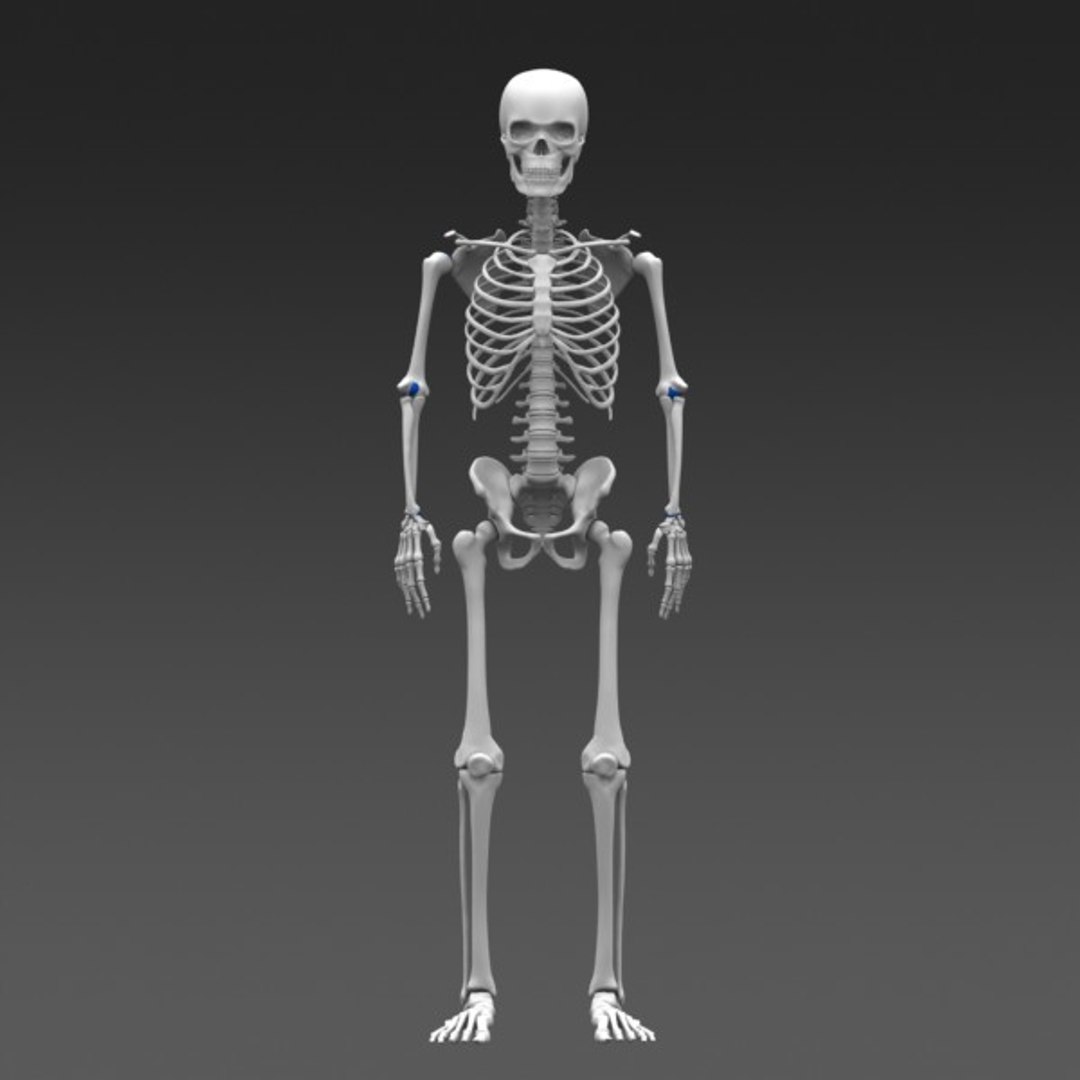 Купить Анатомический Скелет Человека В Полный Рост