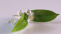 Sprig of tea with flower