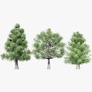 3D model Australian Bunya Pine 3D Model