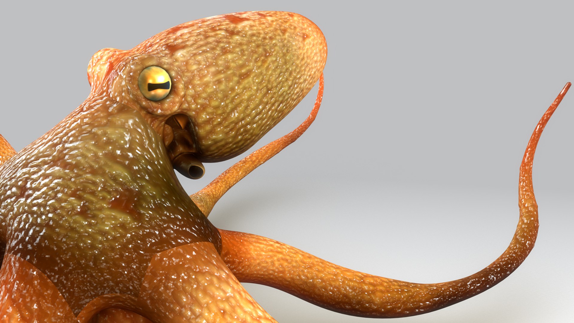 3d Octopus